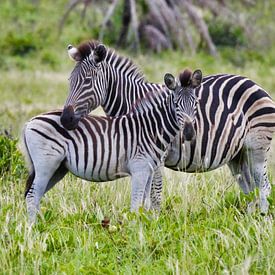 Die Zebramutter und ihr Fohlen von HGU Foto