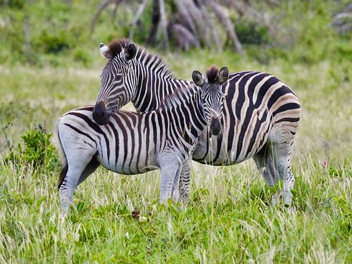 De zebramama en haar veulen