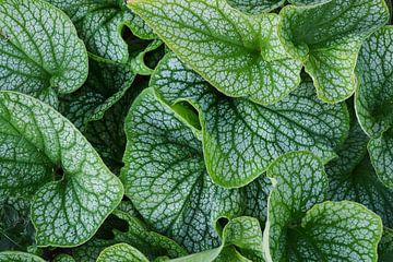 Fresh largeleaf brunnera in close-up