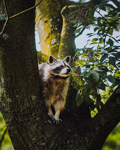 Waschbär in Artis Amsterdam von Pim Haring