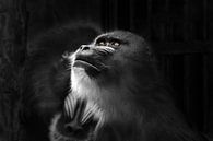 Black and white portrait of a mandrill monkey by Chihong thumbnail