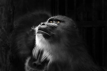 Portrait en noir et blanc d'un singe mandrill sur Chihong