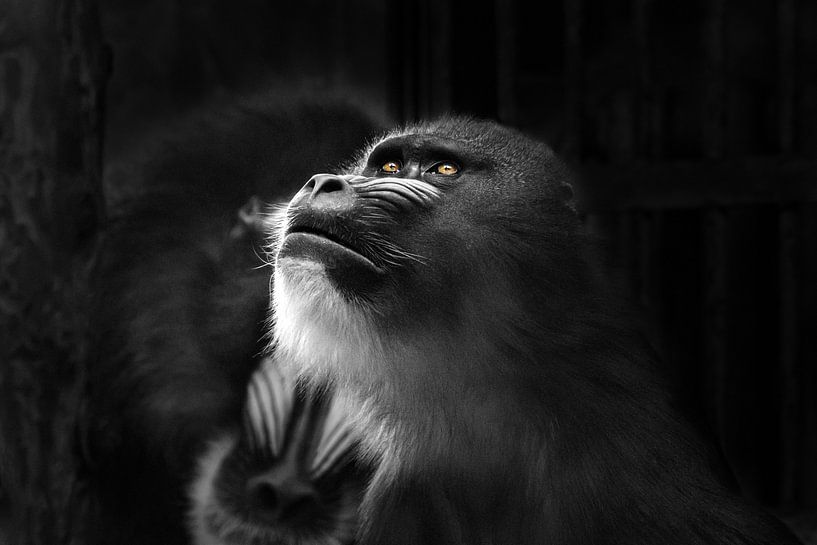 Black and white portrait of a mandrill monkey by Chihong