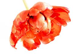 Red peony tulip by Monique van Helden