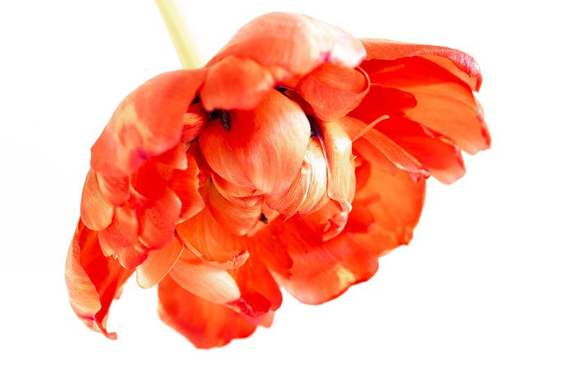 Rote Pfingstrose Tulpe von Monique van Helden