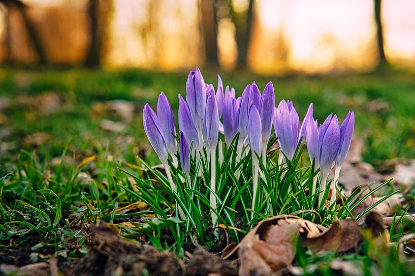Die Krokus Blume in einem sanften Licht Bokeh von Martin Köbsch
