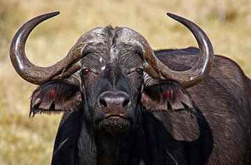African buffalo - Africa wildlife van W. Woyke