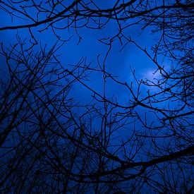 Bos in de nacht von Peter-Paul Timmermans
