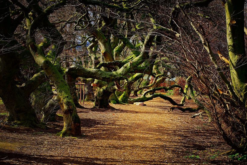 Devil's Wood by Dieter Ludorf