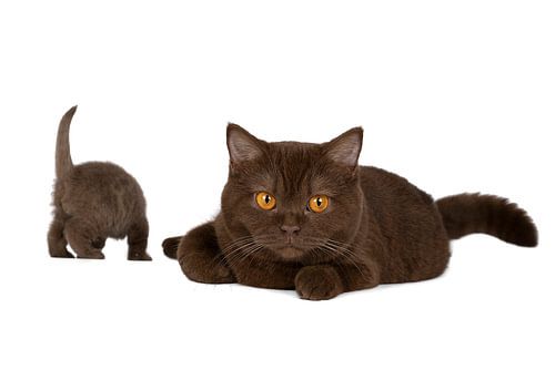 Een Chocolade bruin Britse Korthaar kat vrouwtje met gouden ogen met kitten tegen witte achtergrond