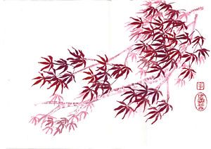 Acer