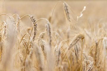 Wheat field by Markus Weber