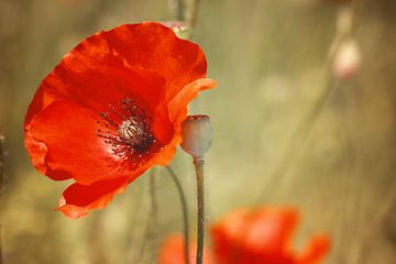 Coquelicot sur LHJB Photography