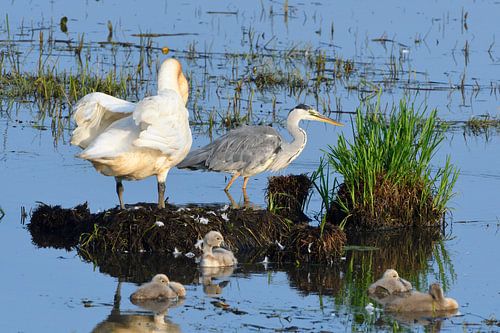 Cygnes tuberculés et hérons cendrés