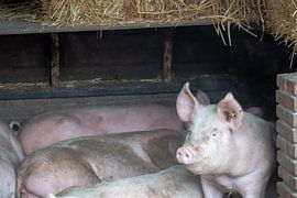 Vigilance by Truckpowerr