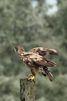 A young white-tailed eagle is getting ready for a mock aerial battle.