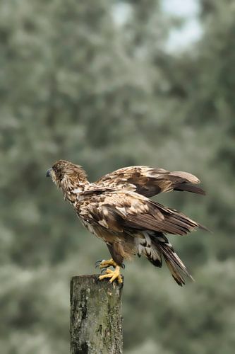 Een jonge zeearend maakt zich op voor een gespeeld luchtgevecht.