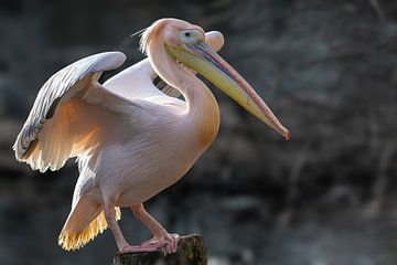 Pink Pelican by Lex van Doorn