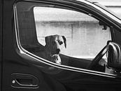 Dalmatian behind the wheel by Machiel Zwarts thumbnail