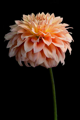 Dahlia IV
