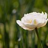 Bloesem van een witte tulp van Marc Heiligenstein