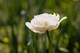 Blossom of a white tulip by Marc Heiligenstein