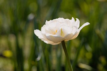 Bloesem van een witte tulp van Marc Heiligenstein