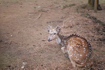 Resting Spotted Deer on Forest Ground