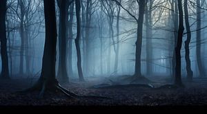 Unterwegs im Wald