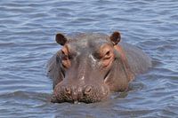 Nijlpaard