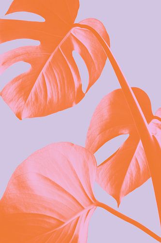 Monstera violet 03 sur Pictufy Studio III
