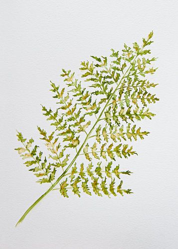 Fougère à feuilles