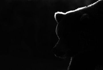 Schwarz-Weiß-Aufnahme eines Grizzlybären (Ursus arctos) von AGAMI Photo Agency