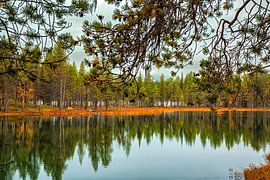 Reflective autumn forest by a lake in Sweden by Fototante