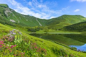 Alpenrosenblüte am Schlappoldsee