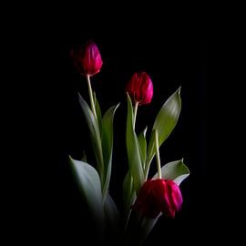 Zwei ist Gesellschaft, drei ist eine Menschenmenge #014