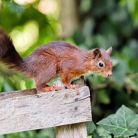 Écureuil sur la clôture du jardin sur Detlef Schöler Fotografie