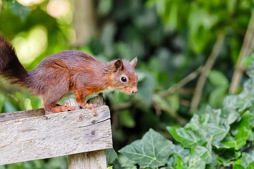 Eekhoorns op het tuinhek