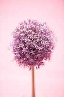 Allium against pink background