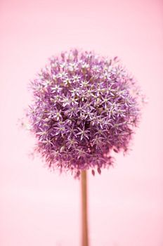 Allium vor rosa Hintergrund