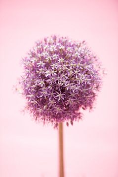 Allium tegen roze achtergrond van Annemarie Wolkers-Ven