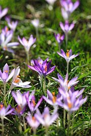 Fleur de crocus sur Thomas Jäger