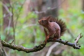 Squirrel by Merijn Loch