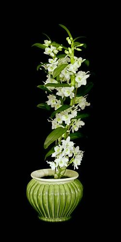 Orchidée sur Vera Zuur