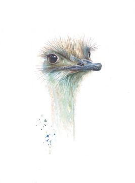 Ostrich in watercolor by Atelier DT