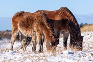 Exmoor pony's in sneeuwlandschap bij warm ochtendlicht van Jan Bouma