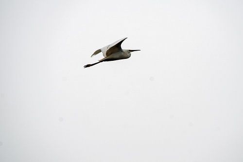een zilver reiger in de vlucht