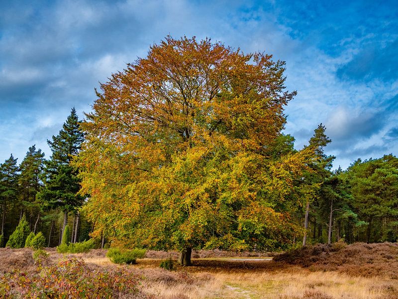 autumn on the moors by snippefotografie