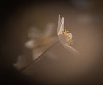 Wood anemone by Roland Kemp
