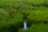 Groen in het Wrabness Natuur Reservaat van FotoGraaG Hanneke thumbnail